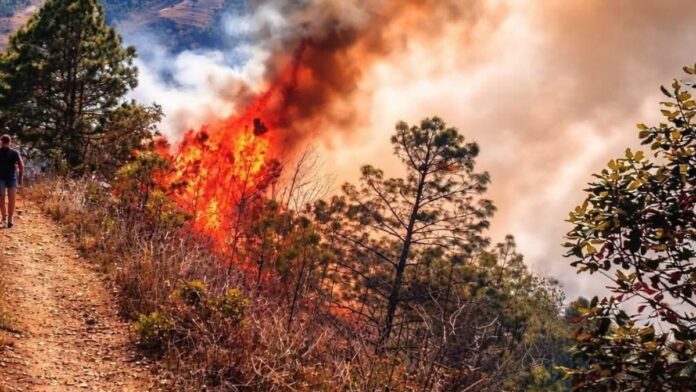 Incendio Forestal