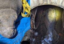 Rescatan a un manatí atrapado en drenaje de Florida