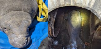Rescatan a un manatí atrapado en drenaje de Florida