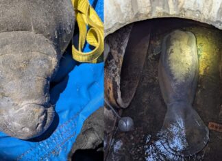 Rescatan a un manatí atrapado en drenaje de Florida