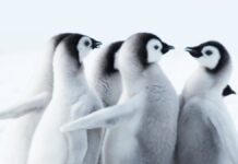 Pingüinos adelantan su temporada reproducción por cambio climático
