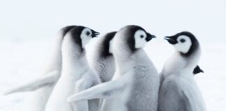 Pingüinos adelantan su temporada reproducción por cambio climático