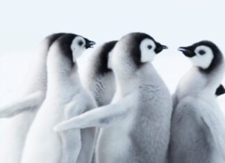 Pingüinos adelantan su temporada reproducción por cambio climático