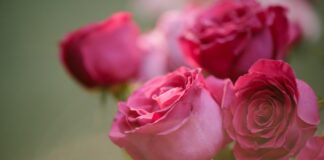 Cultivan 15 millones de flores para atender demanda de San Valentín