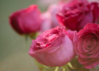 Cultivan 15 millones de flores para atender demanda de San Valentín