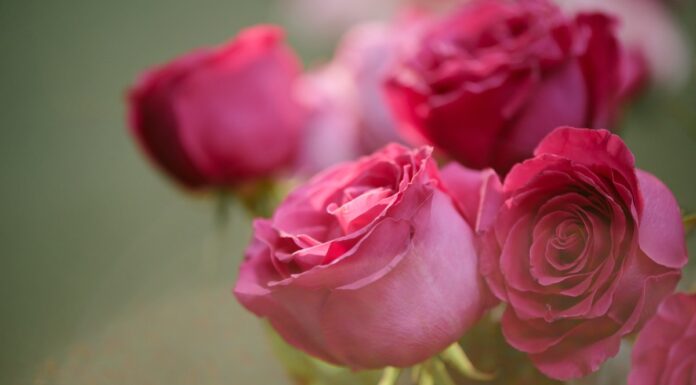 Cultivan 15 millones de flores para atender demanda de San Valentín