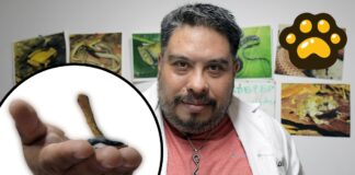 Investigador BUAP descubre nueva especie de serpiente endémica de Puebla