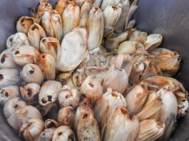 Intoxican a niña con tamales de fentanilo en Huachinango