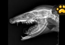 Tlacuache atropellado en Puebla recibe atención; su estado de salud es crítico