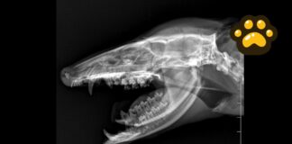 Tlacuache atropellado en Puebla recibe atención; su estado de salud es crítico