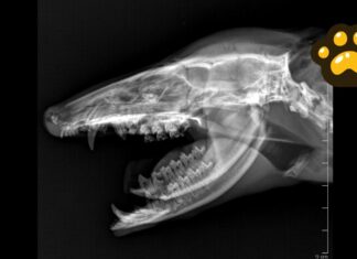 Tlacuache atropellado en Puebla recibe atención; su estado de salud es crítico