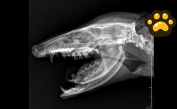 Tlacuache atropellado en Puebla recibe atención; su estado de salud es crítico