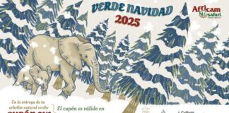 Última semana para cambiar árbol navideño por cupón de Africam Safari en Cuautlancingo