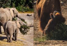 “Verde Navidad” supera meta de acopio de árboles naturales en Puebla