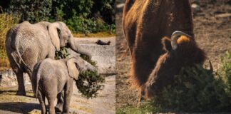 “Verde Navidad” supera meta de acopio de árboles naturales en Puebla