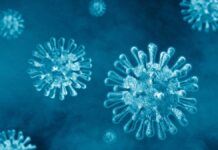 Fármaco anti-covid muestra eficacia contra el virus Nipah