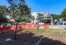 Reubicarán 746 árboles por obras del Cablebús en Puebla