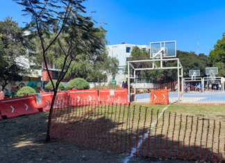 Reubicarán 746 árboles por obras del Cablebús en Puebla