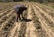 Heladas dañan 430 hectáreas en Puebla; activan fondo de emergencia
