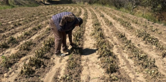 Heladas dañan 430 hectáreas en Puebla; activan fondo de emergencia