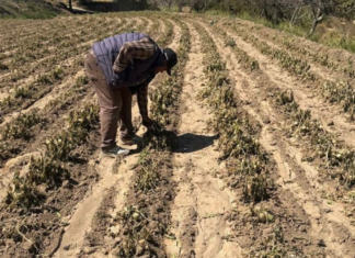 Heladas dañan 430 hectáreas en Puebla; activan fondo de emergencia