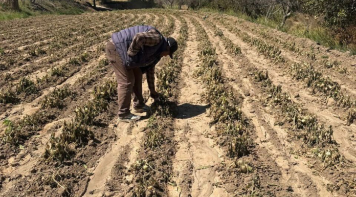 Heladas dañan 430 hectáreas en Puebla; activan fondo de emergencia