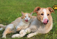 Realizarán jornadas de adopción de perros y gatos en Puebla