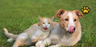 Realizarán jornadas de adopción de perros y gatos en Puebla