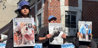 Veterinarios de Puebla se manifiestan para exigir mayor seguridad y respeto