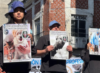Veterinarios de Puebla se manifiestan para exigir mayor seguridad y respeto