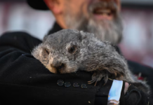 “Día de la Marmota” pronostica seis semanas más de invierno en EU