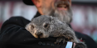 “Día de la Marmota” pronostica seis semanas más de invierno en EU