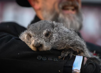 “Día de la Marmota” pronostica seis semanas más de invierno en EU