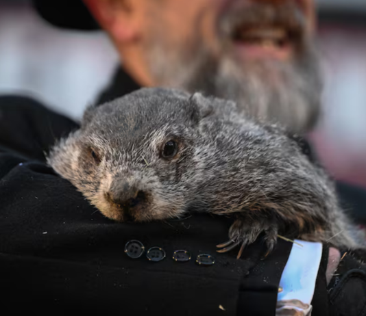 “Día de la Marmota” pronostica seis semanas más de invierno en EU