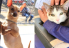 Puebla capital realiza jornadas gratuitas de protección animal