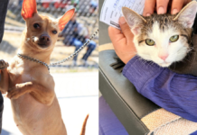 Puebla capital realiza jornadas gratuitas de protección animal