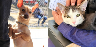 Puebla capital realiza jornadas gratuitas de protección animal