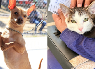 Puebla capital realiza jornadas gratuitas de protección animal