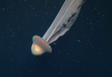 Captan a rara medusa fantasma en aguas profundas de Argentina