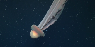 Captan a rara medusa fantasma en aguas profundas de Argentina