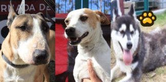 Puebla capital fomenta adopción responsable de perritos