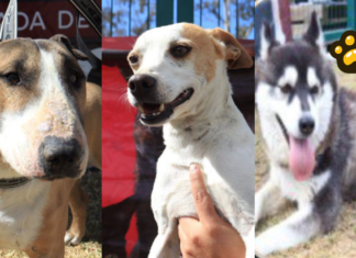 Puebla capital fomenta adopción responsable de perritos