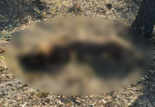 Investigan muerte de perro atado a un árbol en Haras del Bosque