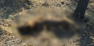 Investigan muerte de perro atado a un árbol en Haras del Bosque