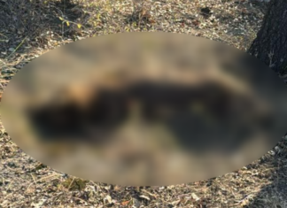 Investigan muerte de perro atado a un árbol en Haras del Bosque