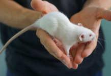 Fallo judicial contra uso de ratones en pruebas de la BUAP