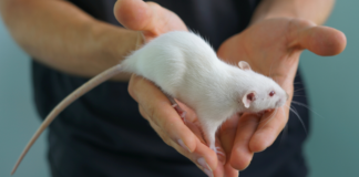 Fallo judicial contra uso de ratones en pruebas de la BUAP