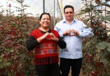 Promueven la rosa poblana rumbo al Día del Amor y la Amistad