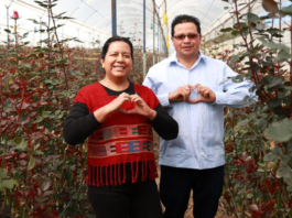 Promueven la rosa poblana rumbo al Día del Amor y la Amistad