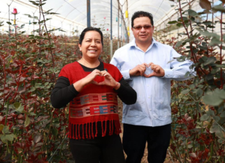 Promueven la rosa poblana rumbo al Día del Amor y la Amistad